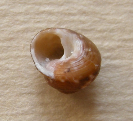 Turbinoides